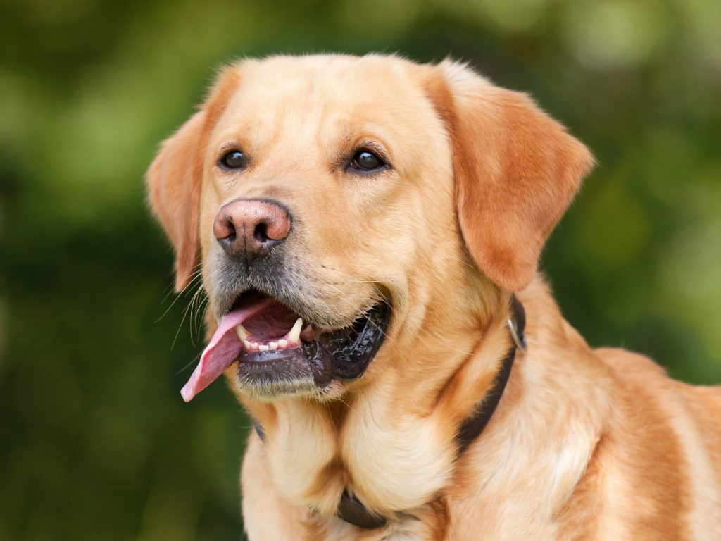 En labrador retriever