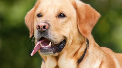 En labrador retriever