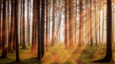 En skog med höga träd och några solstrålar lyser in från ovanför trädkronorna.