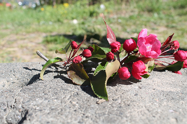 En blomsterkvist som ligger på en sten.