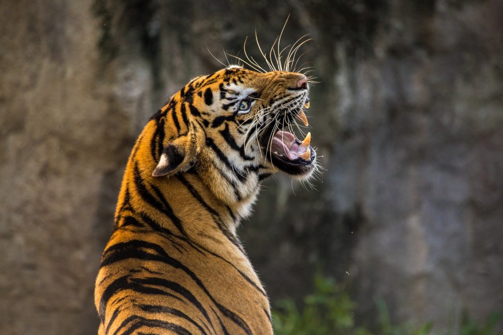 En tiger som ryter.