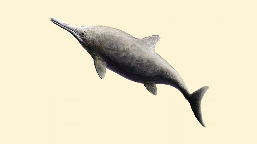 Ett djur som ser ut som en tjock delfin.