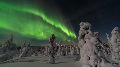 Grönt norrsken på natthimlen ovanför snötäckta granar.